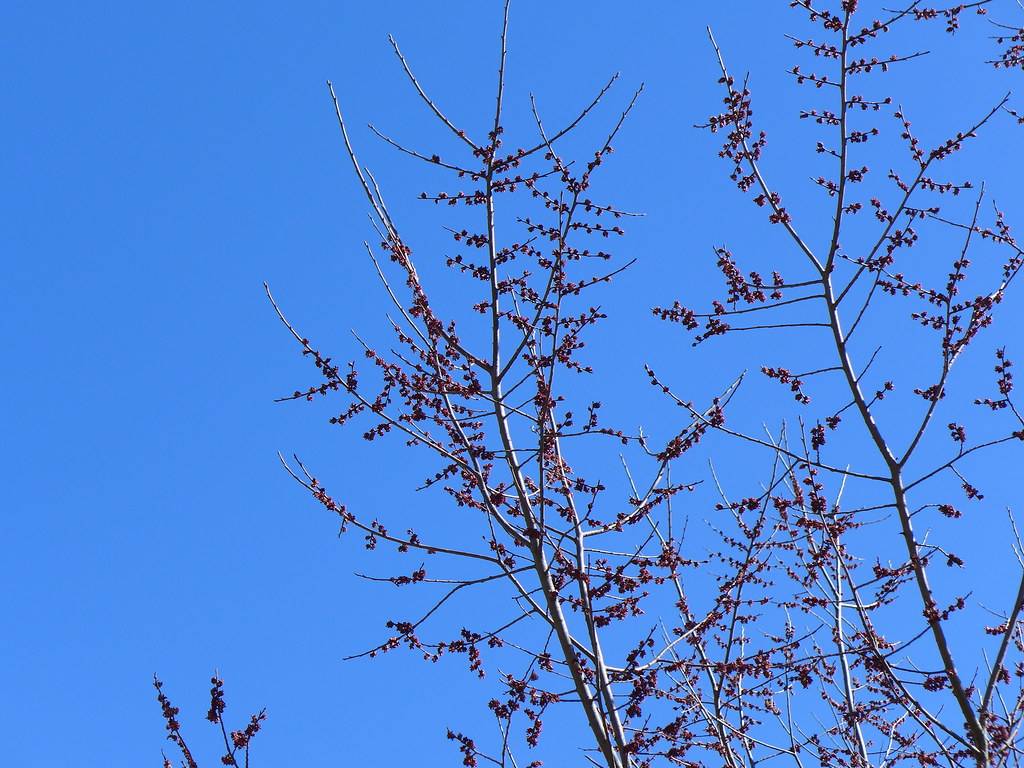American elm branches with flowers about to burst, 20180303 by KateStJohn_Birdblog is licensed under CC BY-NC-SA 2.0